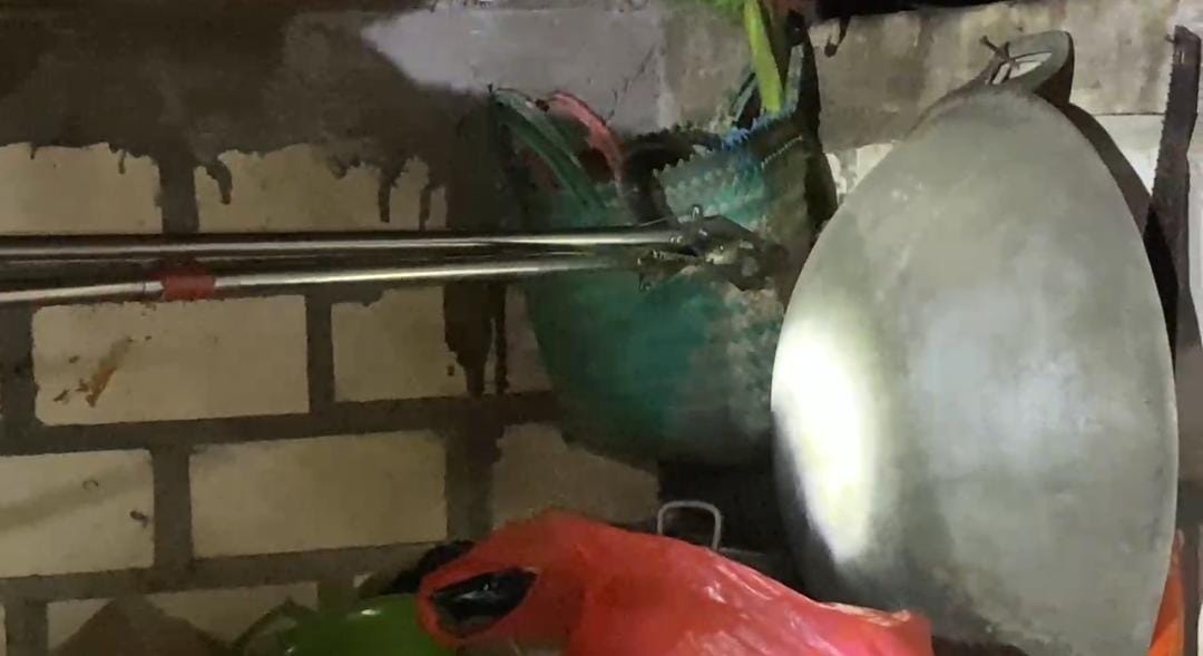Geger! Ular Kobra Satu Meter Sembunyi Dalam Tas di Dapur Warga Tuban 3 Ular Kobra