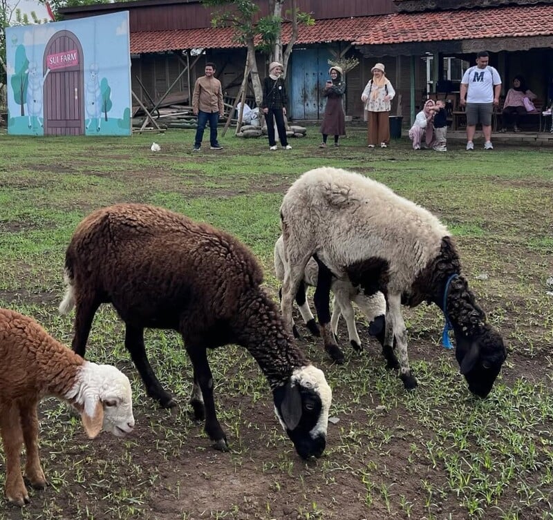 Wisata Anak dan Keluarga di SUI Farm Malang, Cek Harga Tiket Masuk dan Jam Bukanya 1 SUI Farm Malang.