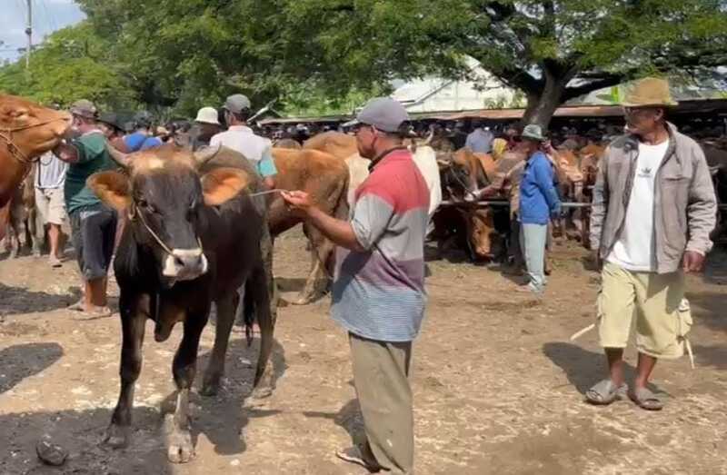 Sapi kurban Tuban.