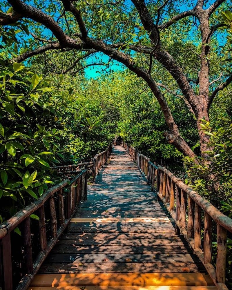 Mangrove Wonorejo.