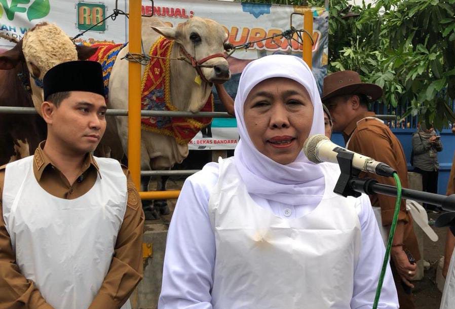 Khofifah Cek Mas Bro, Hewan Kurban Presiden Prabowo Subianto di Mojokerto 1 Hewan Kurban Presiden Prabowo Subianto