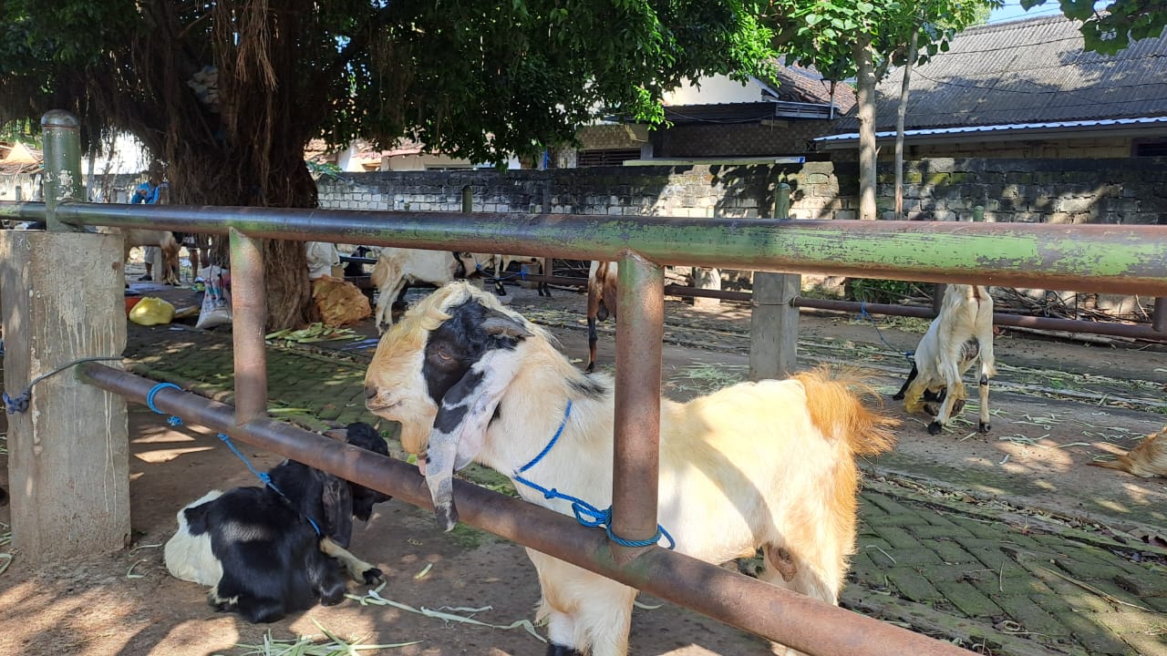 Gus Baha: Kurban Kambing Itu Lebih Sakral, Punya Nilai Keberanian Serta Kemandirian 2 Kambing Kurban 2