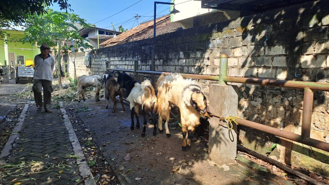 Gus Baha: Kurban Kambing Itu Lebih Sakral, Punya Nilai Keberanian Serta Kemandirian 1 Kambing Kurban