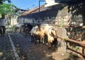 Kambing Kurban