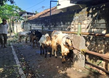 Kambing Kurban