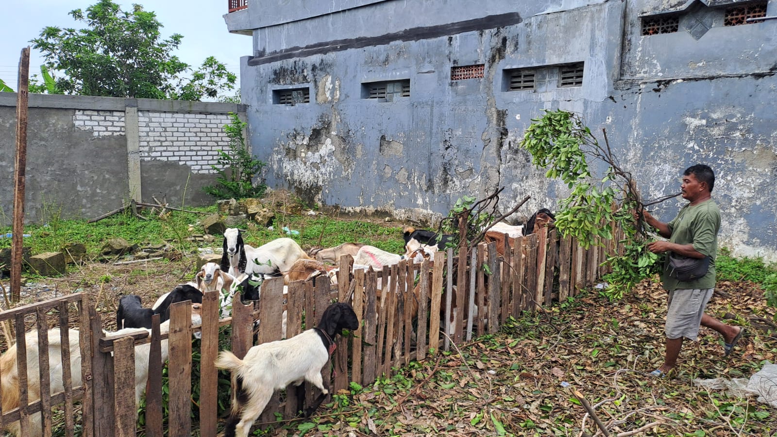 Terjual 170 Ekor! Penjual Kambing Qurban di Tuban Promo Titip Gratis Sampai Hari H 3 Penjual Kambing Qurban 2