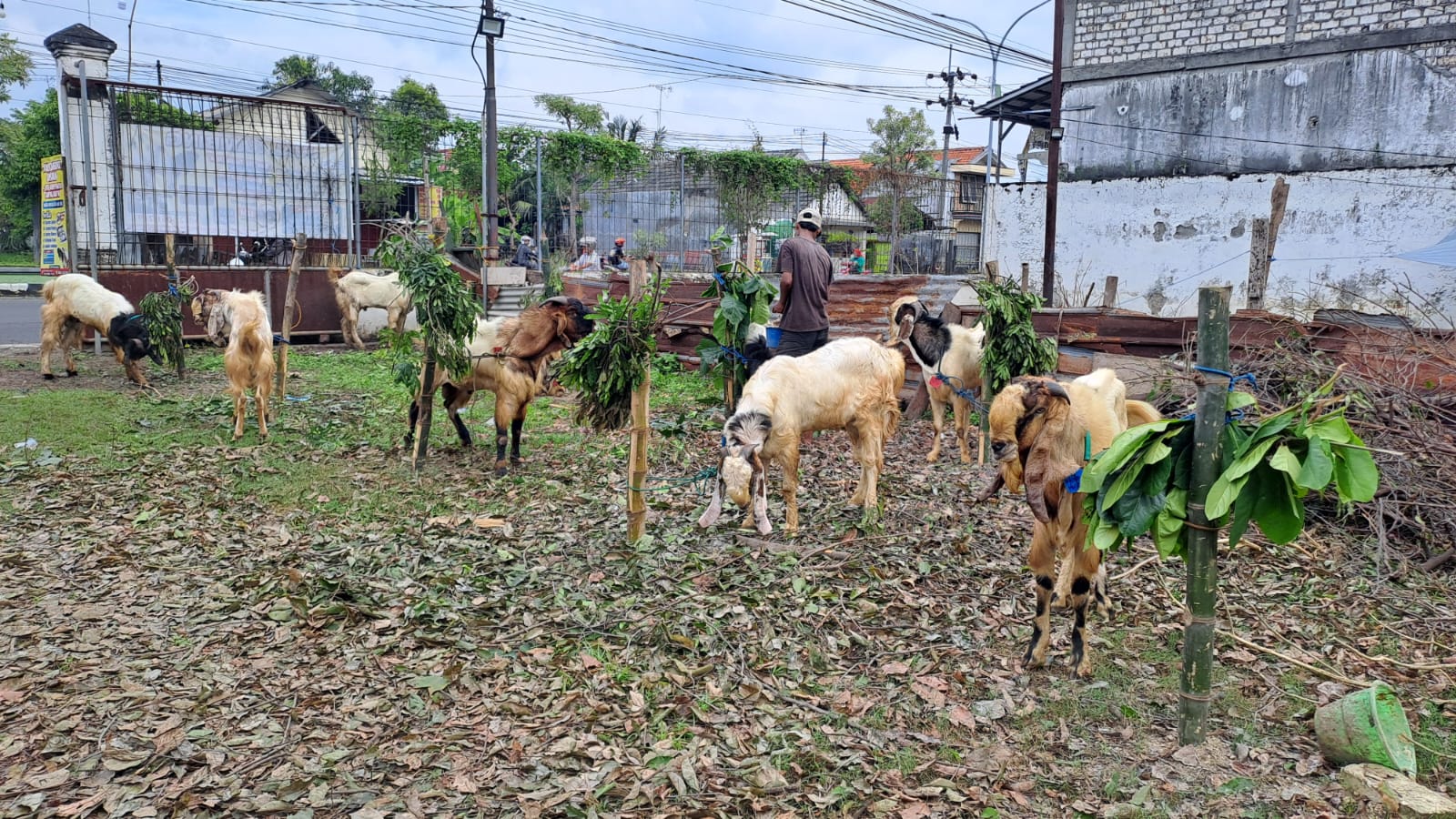 Terjual 170 Ekor! Penjual Kambing Qurban di Tuban Promo Titip Gratis Sampai Hari H 2 Penjual Kambing Qurban 1