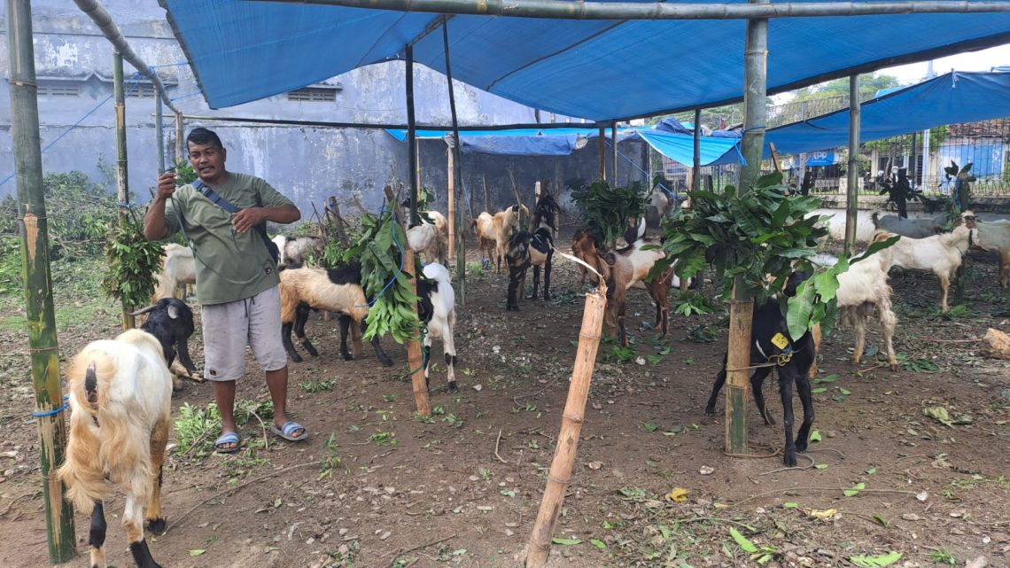 Terjual 170 Ekor! Penjual Kambing Qurban di Tuban Promo Titip Gratis Sampai Hari H 1 Penjual Kambing Qurban