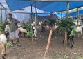 Penjual Kambing Qurban