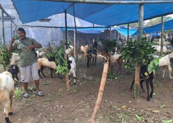 Penjual Kambing Qurban