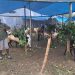 Terjual 170 Ekor! Penjual Kambing Qurban di Tuban Promo Titip Gratis Sampai Hari H 8 Penjual Kambing Qurban