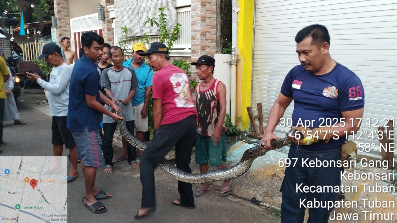 Warga Tuban Digigit Ular Piton