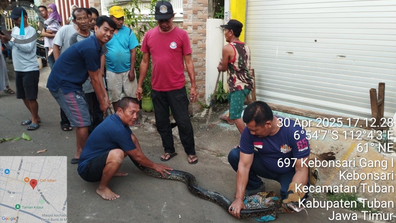 Warga Tuban Digigit Ular Piton 1