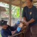 Cek Kesehatan, Hewan Kurban di Tuban Diperiksa sebelum Iduladha 9 Hewan kurban di Tuban.