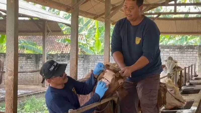 Cek Kesehatan, Hewan Kurban di Tuban Diperiksa sebelum Iduladha 1 Hewan kurban di Tuban.