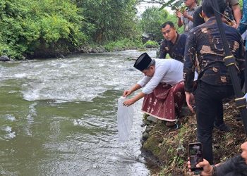 Kembalikan Ekosistem, Bupati Fawait Tebar Ribuan Benih Ikan di Sungai Silo Jember 10 Benih ikan.
