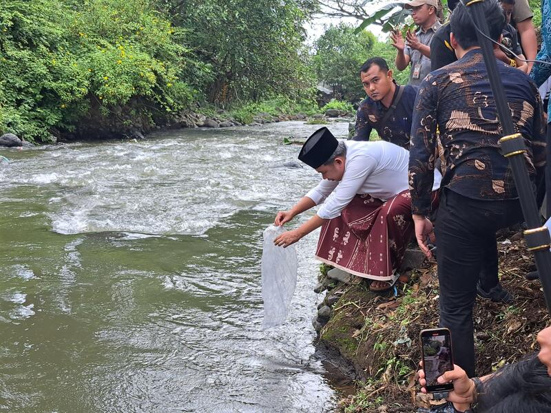 Kembalikan Ekosistem, Bupati Fawait Tebar Ribuan Benih Ikan di Sungai Silo Jember 1 Benih ikan.
