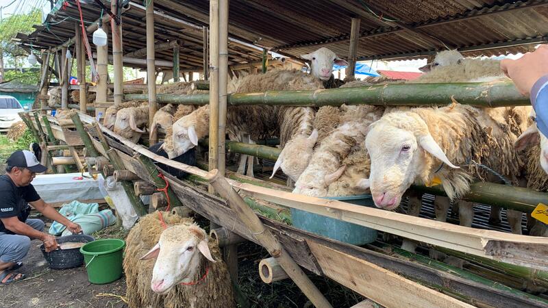 Stok Hewan Kurban di Jember Aman, DPRD Soroti Kesiapan Teknis dan Kesehatan Ternak 1 Hewan kurban di Jember.