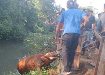 Sapi kurban di Mojokerto.
