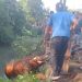 Diduga Stres, Sapi Kurban di Mojokerto Kabur hingga Tercebur ke Sungai 9 Sapi kurban di Mojokerto.