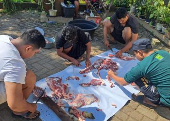 daging kurban