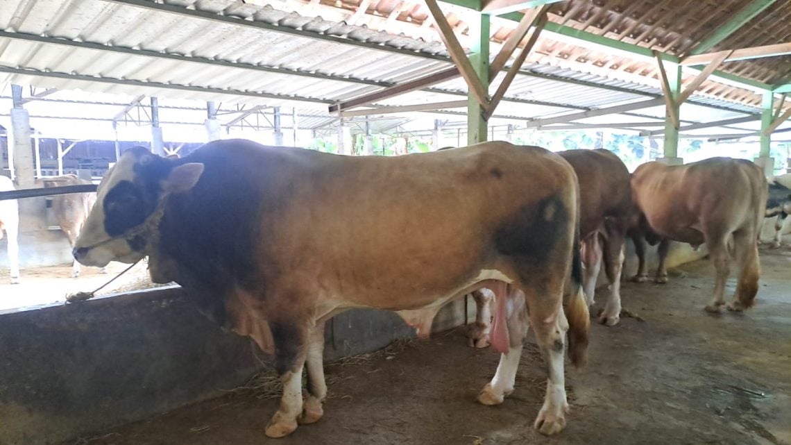 Dua 'Super Jumbo' Sapi Kurban Presiden Prabowo Subianto Salah Satunya Disembelih di Masjid Agung Tuban 1 Sapi Kurban Presiden Prabowo Subianto