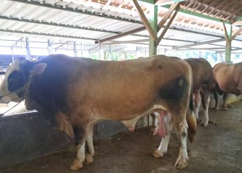 Sapi Kurban Presiden Prabowo Subianto