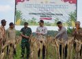 Bupati Tuban