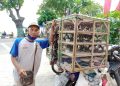 Pedagang burung di Tuban.