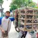 Berkah Tradisi Ciswak, Pedagang Burung di Tuban Raup Untung di Klenteng Kwan Sing Bio 8 Pedagang burung di Tuban.