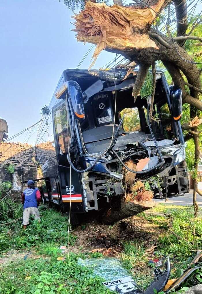 Sopir Nyalip Hilang Kendali, Bus di Tuban Kecelakaan Tunggal Tabrak Pohon di Jalur Pantura 2 Bus tabrak pohon di Tuban.