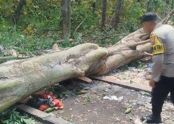Kuli tebang di Mojokerto.