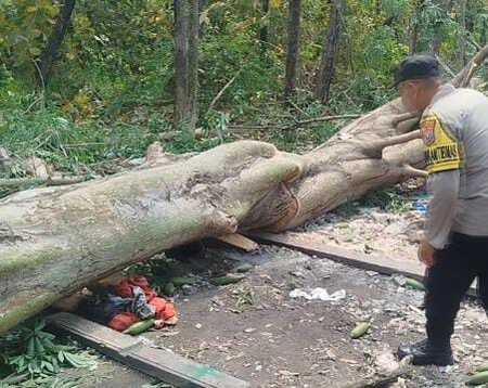 Kuli Tebang di Mojokerto Diduga Tewas Tertimpa Pohon, Korban Luka Parah di Kepala 1 Kuli tebang di Mojokerto.