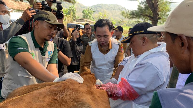 Antisipasi Kebutuhan Daging, Gus Fawait Dukung Ketahanan Pangan lewat Swasembada Sapi 1 Swasembada sapi.