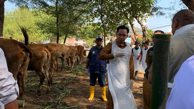 Transfer embrio sapi Jember.