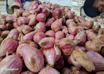 Harga Bawang Merah