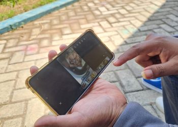 ulat belatung