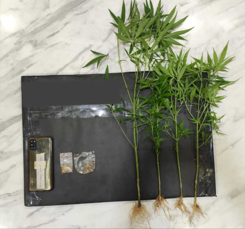 Aktivitas Mencurigakan, Warga Dampit Diduga Tanam Ganja di Belakang Kandang Ayam 1 Tanam ganja.