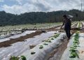 Petani semangka.