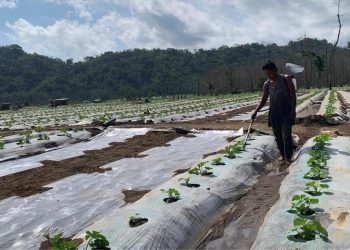 Petani Semangka di Selatan Jember Hadapi Kemarau, Tanaman Diserang Jamur tanpa Pupuk Subsidi dan Pendampingan PPL 6 Petani semangka.