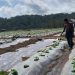 Petani Semangka di Selatan Jember Hadapi Kemarau, Tanaman Diserang Jamur tanpa Pupuk Subsidi dan Pendampingan PPL 8 Petani semangka.