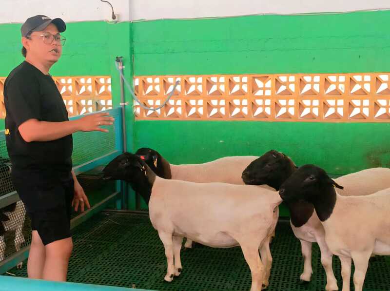 Diklaim Satu-satunya di Bumi Majapahit, Ini Dia Peternakan Mojokerto Budi Daya Domba Australia 1 Peternakan Mojokerto.