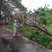 Mitigasi Cuaca Ekstrem, Pohon-Pohon di Kota Mojokerto Dipangkasi 8 Kota Mojokerto.