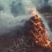 Bakar Eks Lahan Tebu, Lansia di Mojokerto Hirup Asap hingga Tewas Terbakar 9 Lansia di Mojokerto.