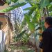 Sekolah Dasar Negeri