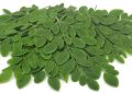 Daun Kelor