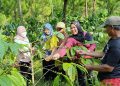 Kopi Katu