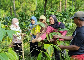 Kopi Katu
