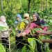 Angkat Cita Rasa Robusta Lokal: Tim Dosen FH Unikama Bawa Kopi Katu dari Wadung ke Pasar Nasional 9 Kopi Katu