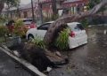 Pohon Tumbang Timpa Mobil di Mojokerto